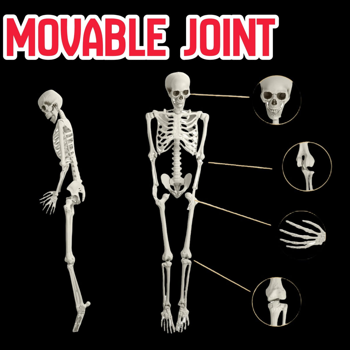 5.4FT Full Size Posable Skeleton with Movable Joints E2411