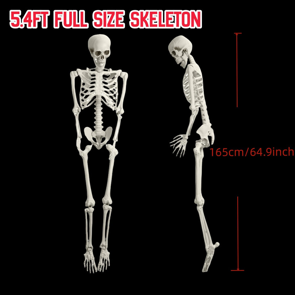 5.4FT Full Size Posable Skeleton with Movable Joints E2411