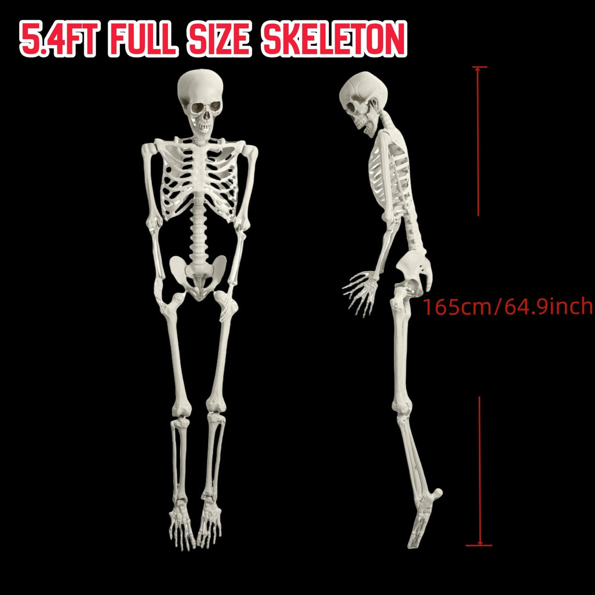 5.4FT Full Size Posable Skeleton with Movable Joints E2411