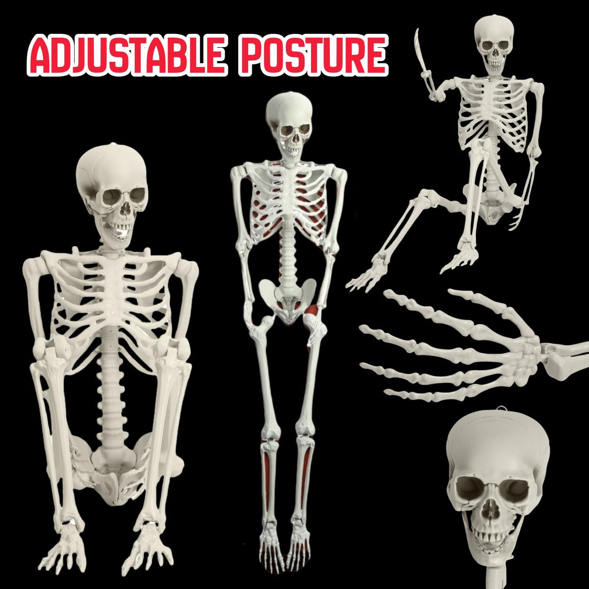 5.4FT Full Size Posable Skeleton with Movable Joints E2411
