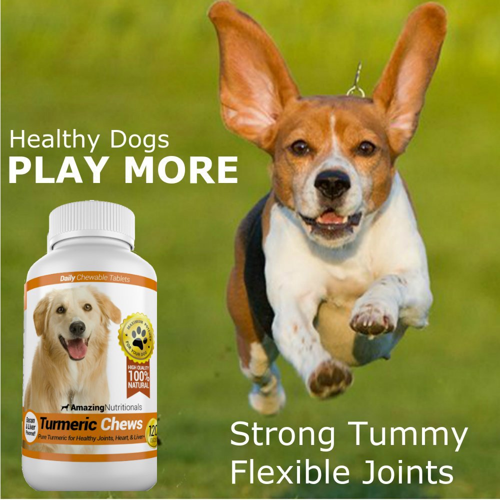 Turmeric Probiotics for Dogs Digestive Health Bundle A64239