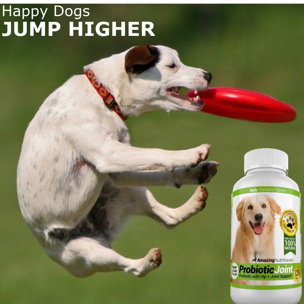 Turmeric Probiotics for Dogs Digestive Health Bundle A64239